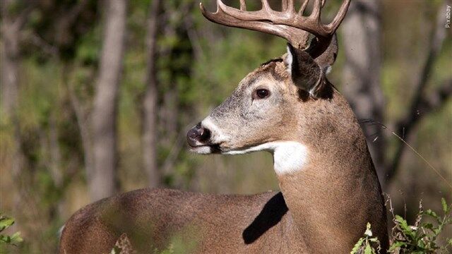 White tail deer